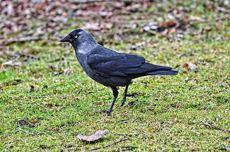 black bird thumbnail