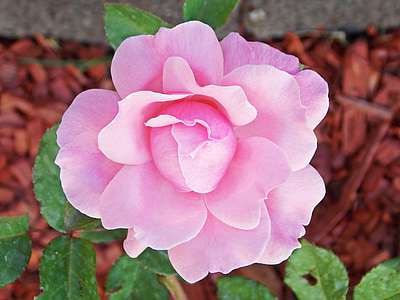 pink rose thumbnail