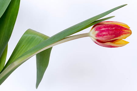 macro photography of red and yellow tulip flower thumbnail