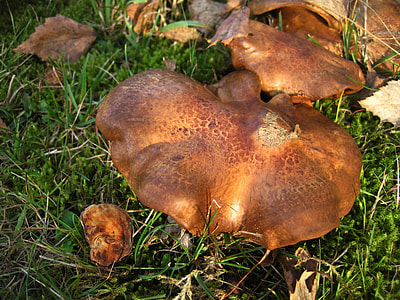 Bare Kremplinge, Paxillus Involutus thumbnail