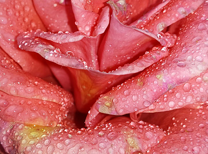 red rose thumbnail