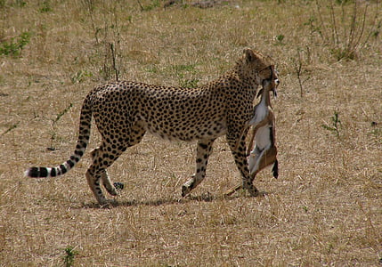 closeup photography of cheetah dragging deer during daytime thumbnail