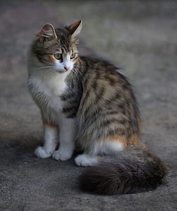 silver tabby cat sitting on ground thumbnail
