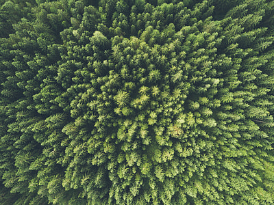 top view of a green shrub thumbnail