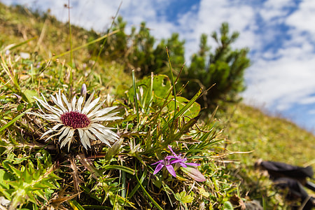 Thistle, Silver Thistle thumbnail