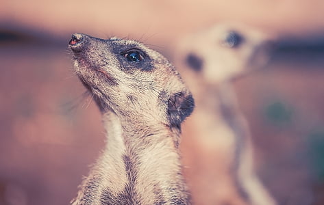 shallow focus photo of white and brown animal thumbnail