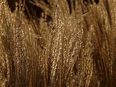 Miscanthus, Miscanthus Sinensis thumbnail