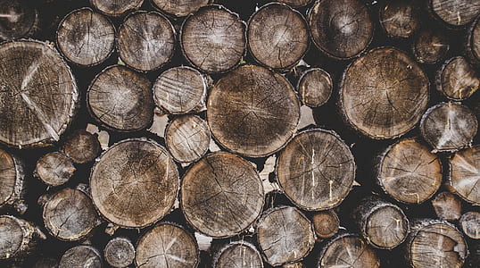 Bunch of Wood Stumps thumbnail