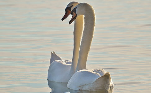 two swans floating on water thumbnail