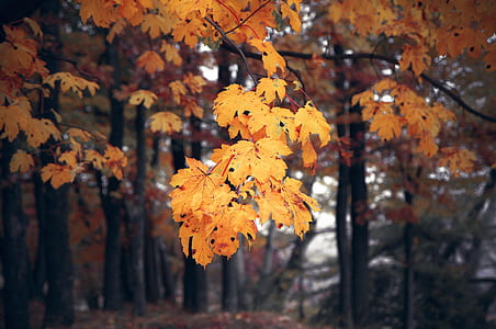 nature, forest, trees, blur thumbnail