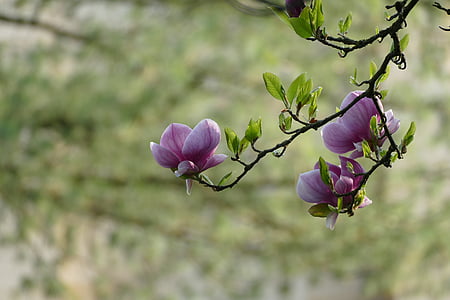selective focus photography of purple petaled flowers thumbnail