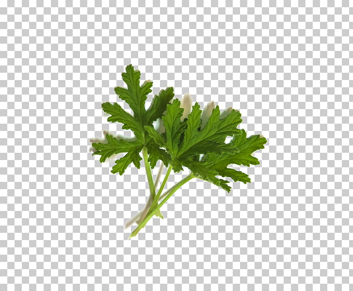 leaf parsley daucus carota plant stem coriander leaf png clipart free cliparts uihere uihere