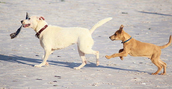 medium short-coated white dog behind short-coated brown puppy on gray surface thumbnail