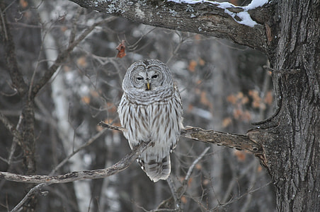 white owl on twigs thumbnail