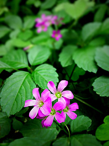 shallow focus photography of purple flower during daytime thumbnail