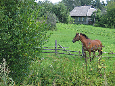 brown horse on grass field near wooden fence thumbnail