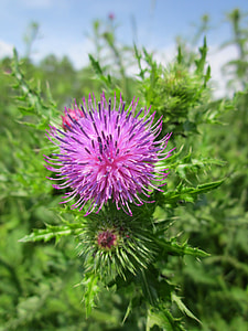 Carduus Acanthoides thumbnail