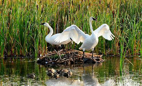two white geese on body of water near tallgrass thumbnail