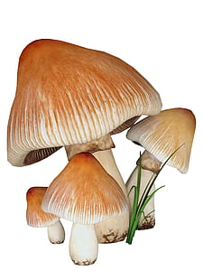 four brown mushrooms thumbnail