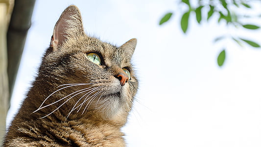 closeup photography of brown tabby cat thumbnail