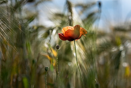 orange poppy flower in closeup photo thumbnail