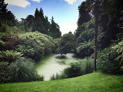 Green Plants and Trees thumbnail