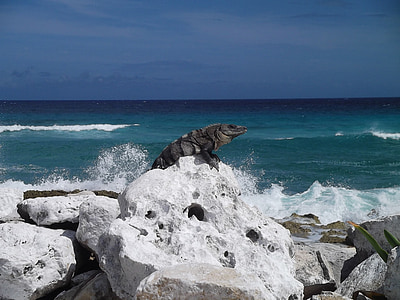 gray lizard on rocky shore thumbnail