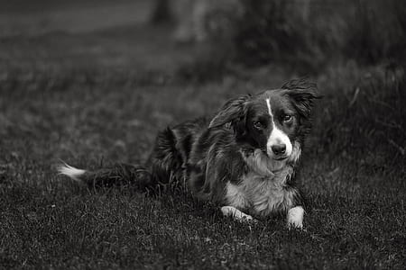 animal, dog, pet, eyes thumbnail