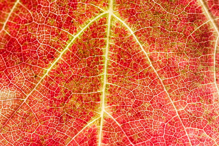 macro photography of red and yellow leaf thumbnail