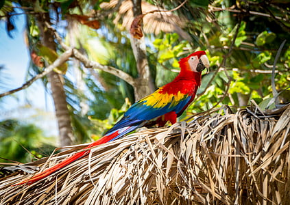 scarlet macaw thumbnail