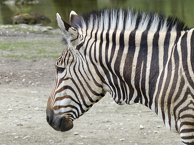 Hartmann Mountain Zebra, Zebra thumbnail