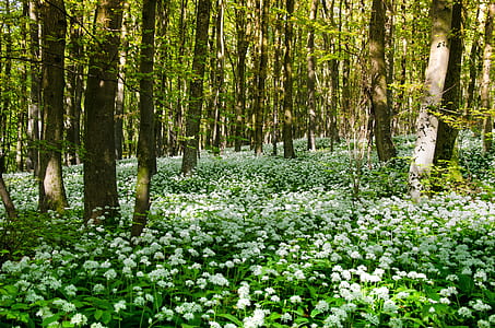 landscape photograph of field of white flowers on woods thumbnail