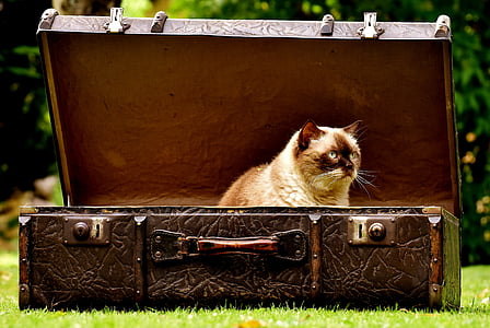 siamese cat and brown suitcase at daytime thumbnail