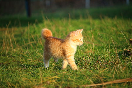 orange tabby kitten walks on green lawn thumbnail