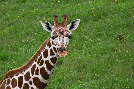 giraffe on field thumbnail