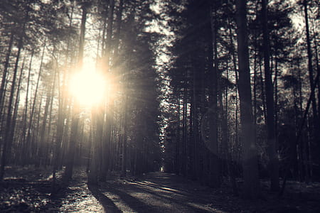 light, road, dawn, landscape thumbnail
