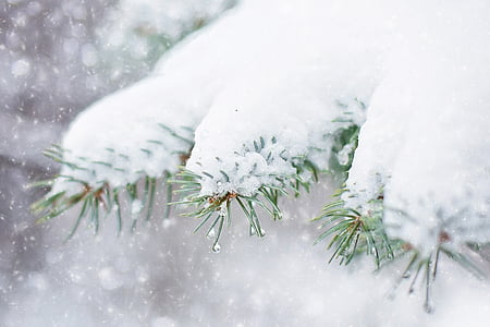 snow covered green leaf thumbnail