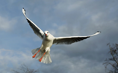 whit and black pigeon flying near tree under cloudy sky at daytime thumbnail