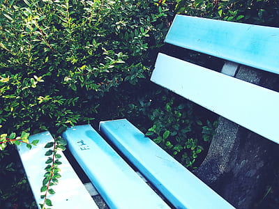 white wooden bench near bushes thumbnail