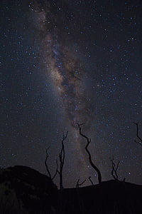 bare tree under cosmos thumbnail