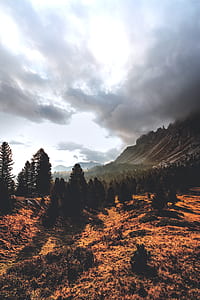 landscape photography of pine trees near mountain thumbnail