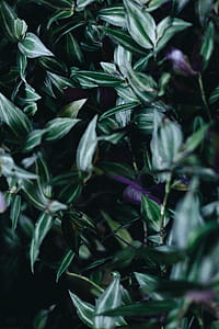 Closeup View of Green Leafed Plant thumbnail