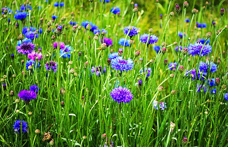 purple and blue petaled flowers thumbnail