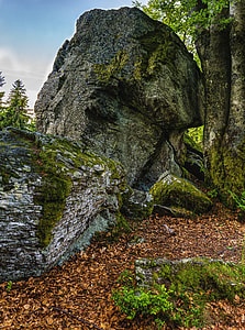 rock beside tree thumbnail