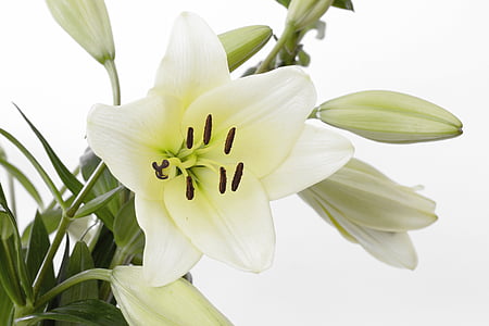 photography of white petaled flower thumbnail