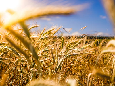 close-up photo of wheat field thumbnail
