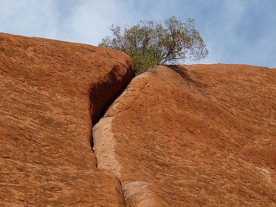 green tree in brown rocky mountain during daytime thumbnail