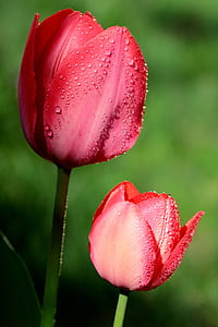 selective focus photography of two red tulips thumbnail