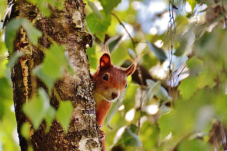selective focus photo of squirrel on tree thumbnail