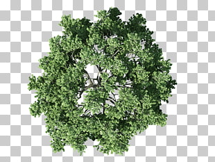 Tree Plan Shrub, plan, high angle photography of green tree PNG clipart